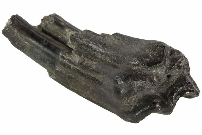 Pleistocene Aged Fossil Horse Tooth - Florida #87267